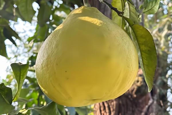 沙田柚的产地有哪些，是广西壮族自治区容县的土特产