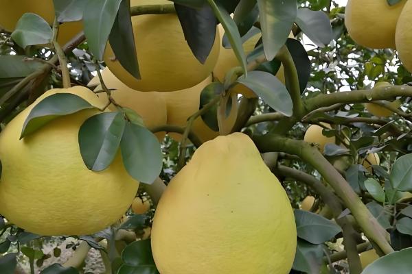 沙田柚的产地有哪些，是广西壮族自治区容县的土特产