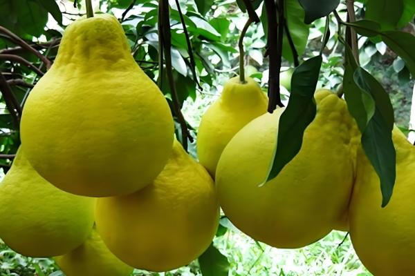 沙田柚的产地有哪些，是广西壮族自治区容县的土特产