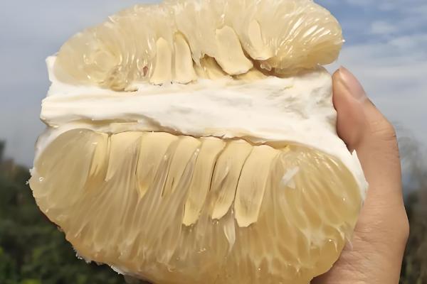 沙田柚的产地有哪些，是广西壮族自治区容县的土特产