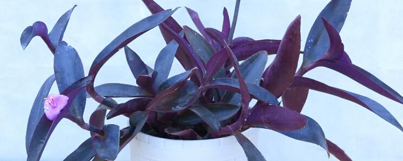 紫罗兰能不能水培，正常情况下每周换一次水