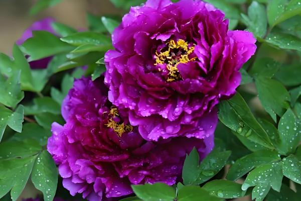 百花之王是哪种花，是牡丹花