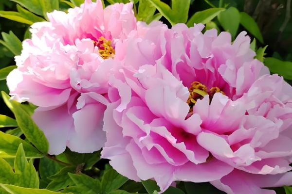 百花之王是哪种花，是牡丹花