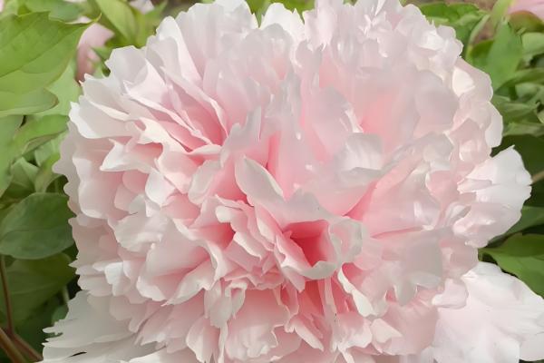 百花之王是哪种花，是牡丹花