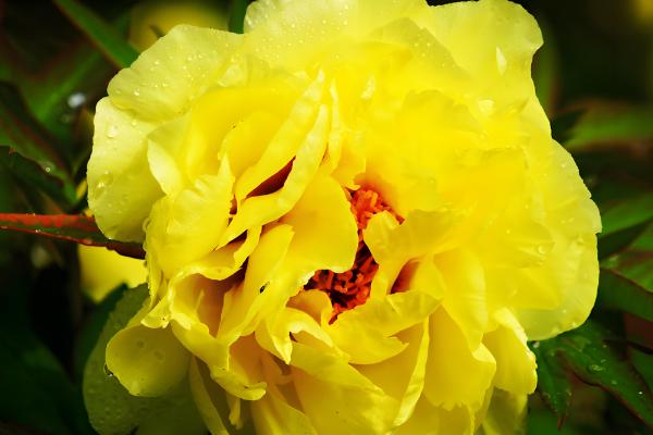 百花之王是哪种花，是牡丹花