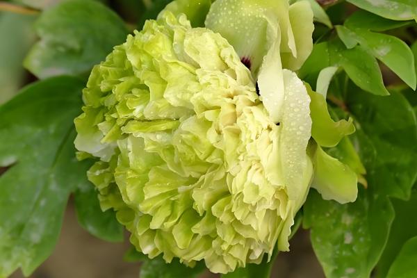 百花之王是哪种花，是牡丹花