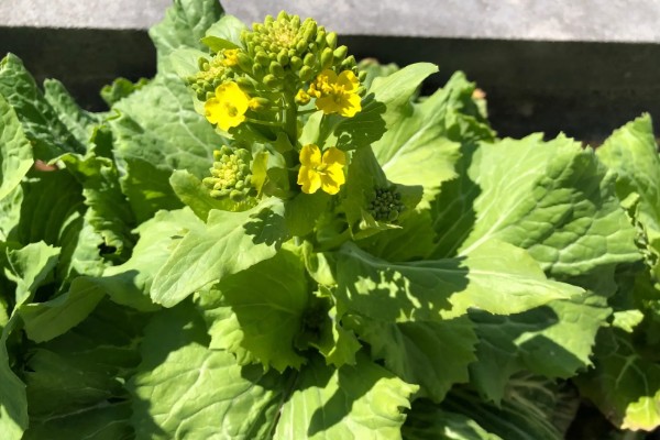 白菜为什么开花，由春化过程所致