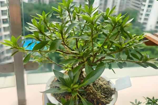 百花之王是哪种花，是牡丹花