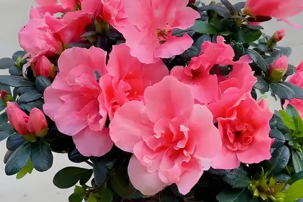 百花之王是哪种花，是牡丹花