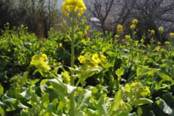 白菜为什么开花，由春化过程所致