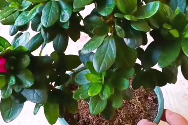 百花之王是哪种花，是牡丹花