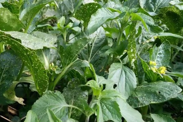 白菜为什么开花，由春化过程所致
