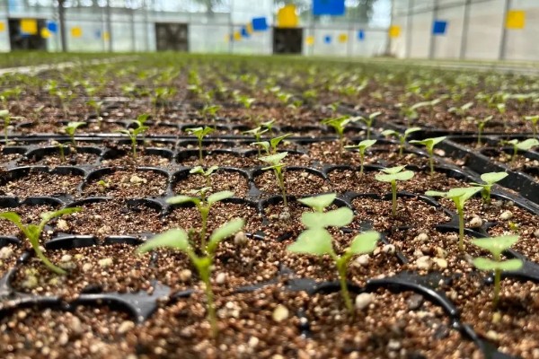 白菜为什么开花，由春化过程所致
