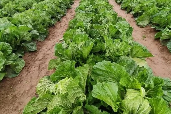 白菜为什么开花，由春化过程所致