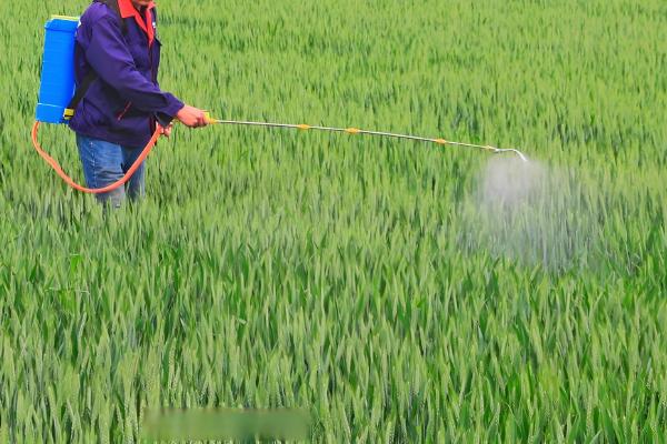 二氯喹啉酸的除草剂的特性，主要通过根部吸收