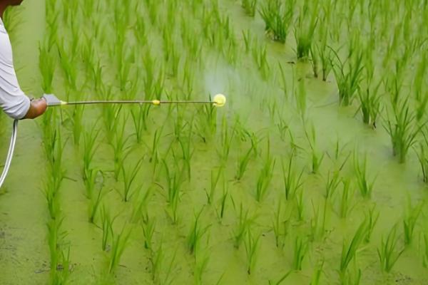 二氯喹啉酸的除草剂的特性，主要通过根部吸收