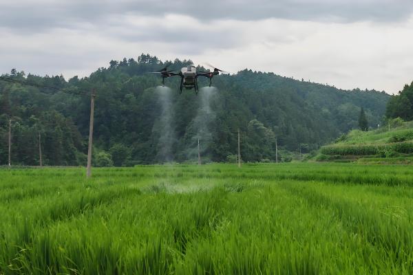 二氯喹啉酸的除草剂的特性，主要通过根部吸收