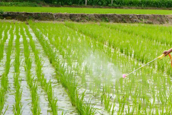 二氯喹啉酸的除草剂的特性，主要通过根部吸收