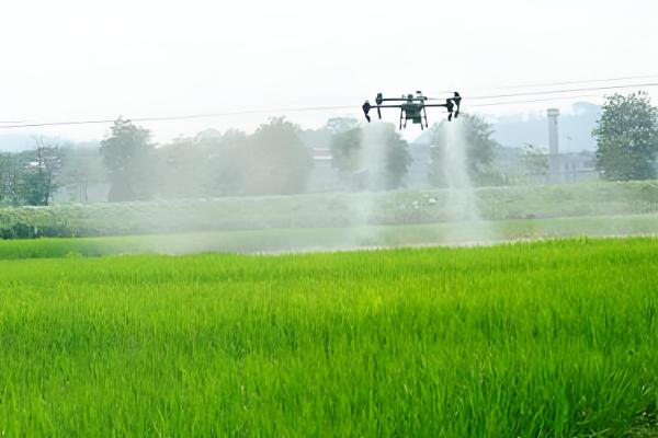 二氯喹啉酸的除草剂的特性，主要通过根部吸收