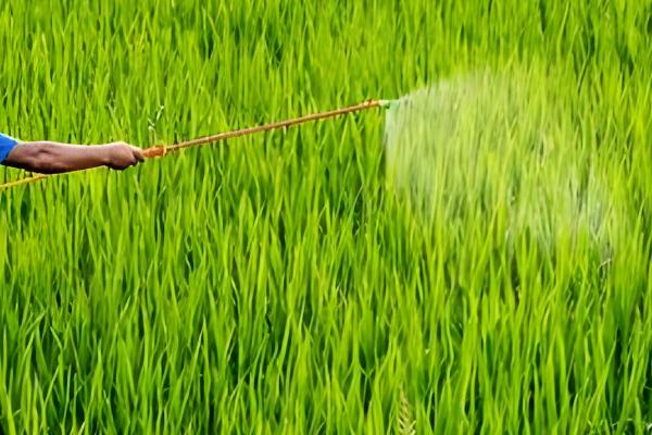 二氯喹啉酸的除草剂的特性，主要通过根部吸收