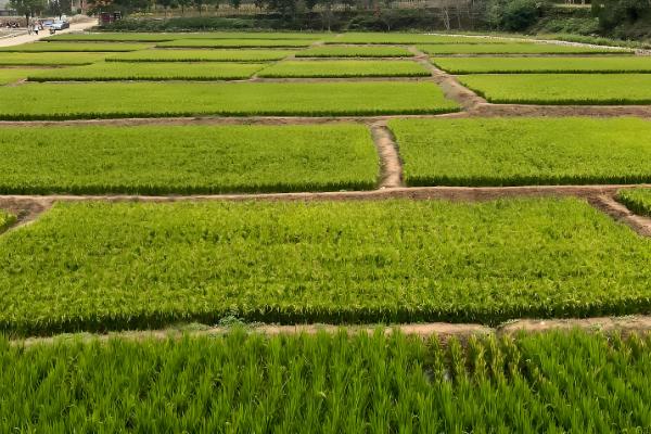 二氯喹啉酸的除草剂的特性，主要通过根部吸收