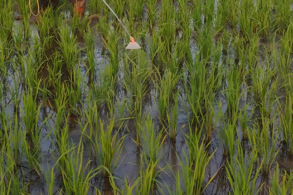 二氯喹啉酸的除草剂的特性，主要通过根部吸收