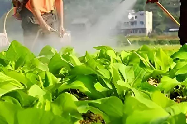 二氯喹啉酸的除草剂的特性，主要通过根部吸收