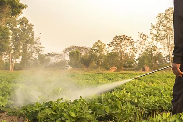 二氯喹啉酸的除草剂的特性，主要通过根部吸收