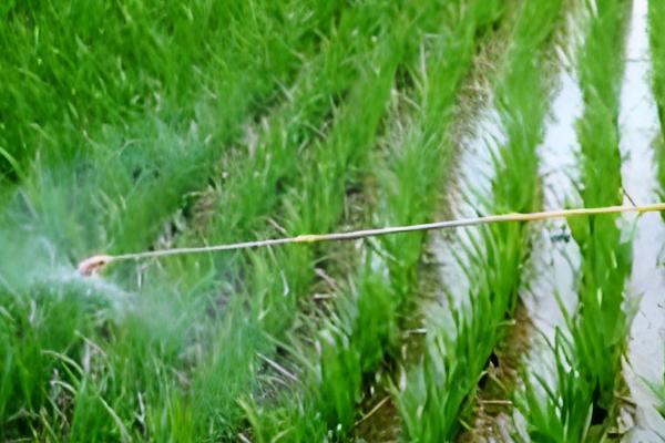 二氯喹啉酸的除草剂的特性，主要通过根部吸收