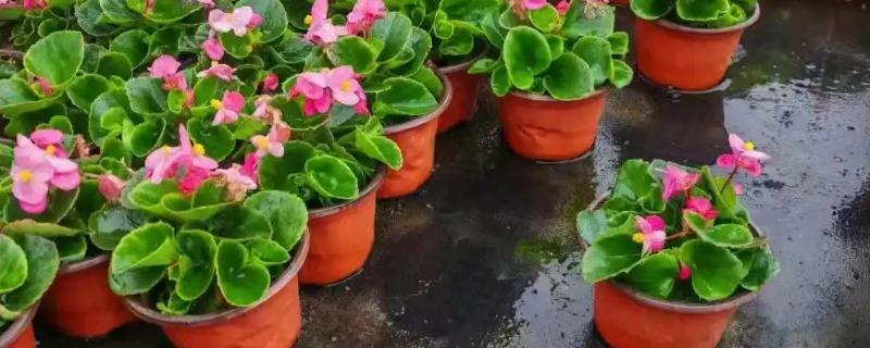 怎么养四季海棠，施肥要点在于薄肥多施