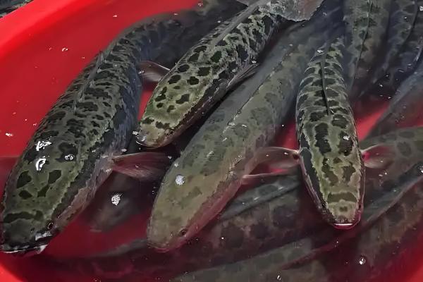 蛇头鱼简介，一般是指乌鳢