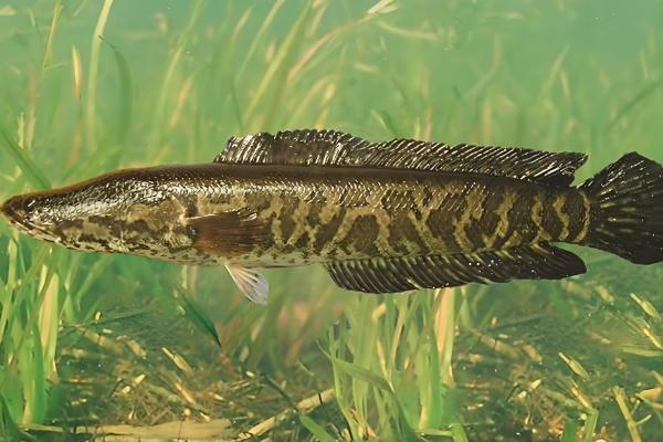 蛇头鱼简介，一般是指乌鳢