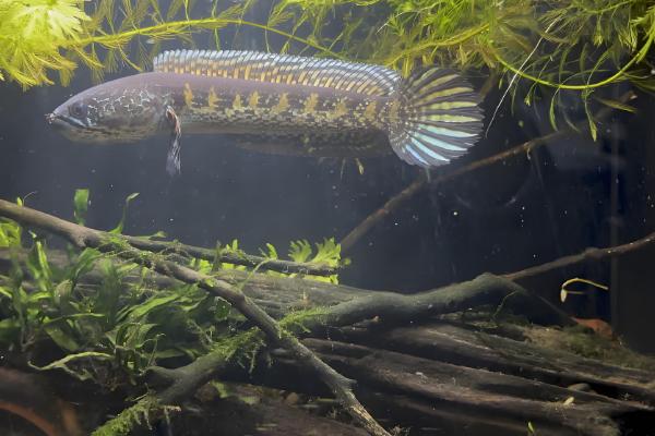 蛇头鱼简介，一般是指乌鳢