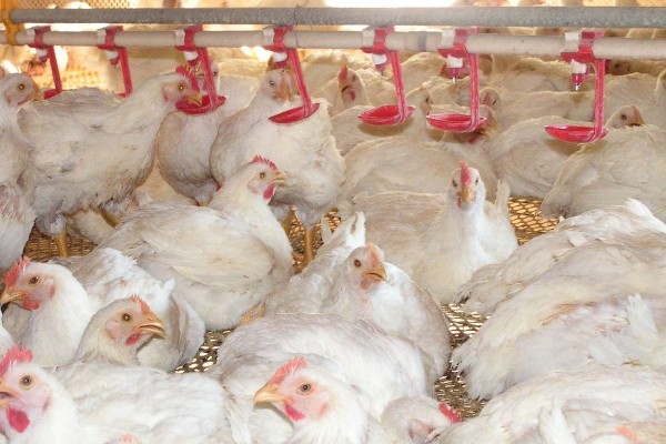 肉鸡体感温度怎么计算，参考以下公式