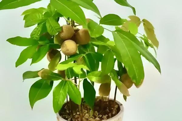 龙眼北方能种吗,北方只能选择盆栽种植