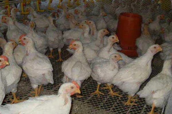 肉鸡体感温度怎么计算，参考以下公式