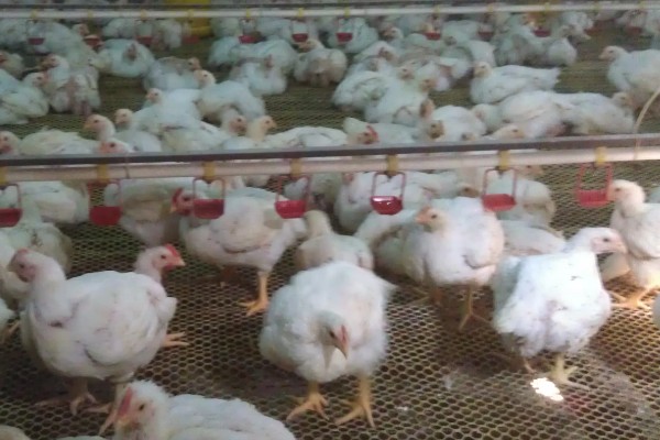 肉鸡体感温度怎么计算，参考以下公式