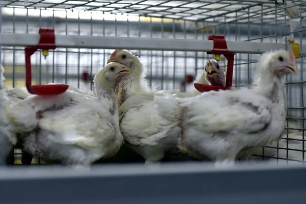 肉鸡体感温度怎么计算，参考以下公式