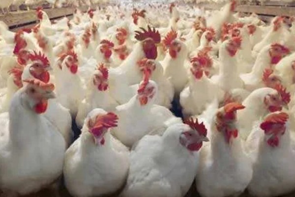 肉鸡体感温度怎么计算，参考以下公式