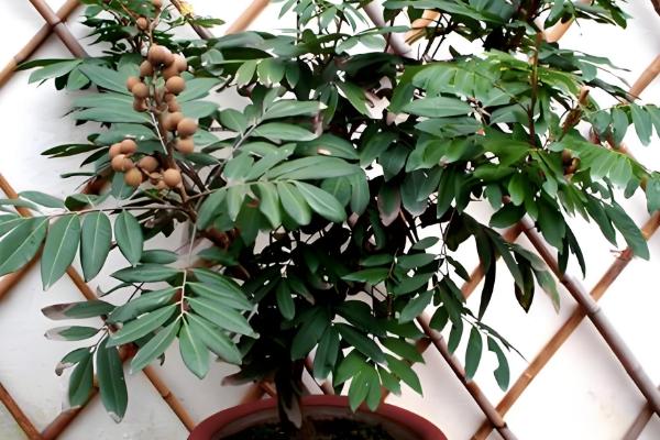 龙眼北方能种吗,北方只能选择盆栽种植