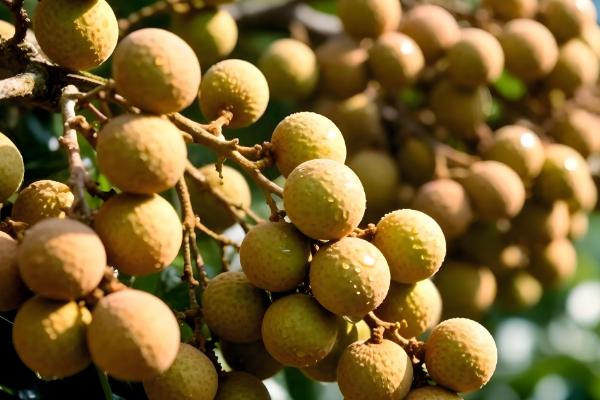 龙眼北方能种吗,北方只能选择盆栽种植