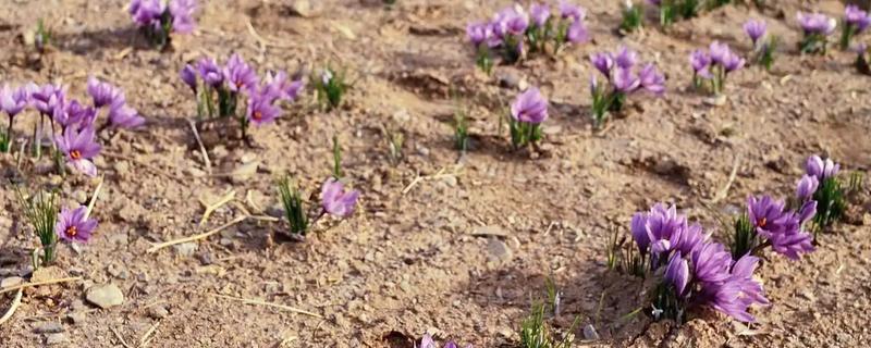 藏红花适合种植在哪些地区，通常在河南、浙江等地种植