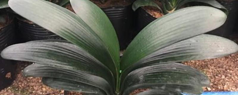 君子兰如何养殖，放置在通风且半阴的环境下养护