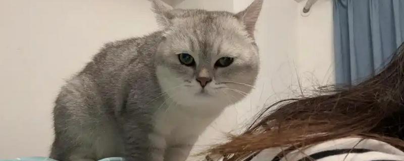 公猫生殖器外露的原因，可能是正在发情、受到激素刺激所致