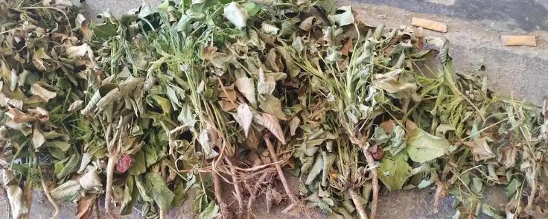 花生茎腐病的病原，病原为半知菌亚门的棉色二孢菌