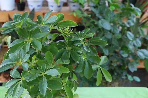 鹅掌木发黑掉叶子怎么处理,需要充足的光照