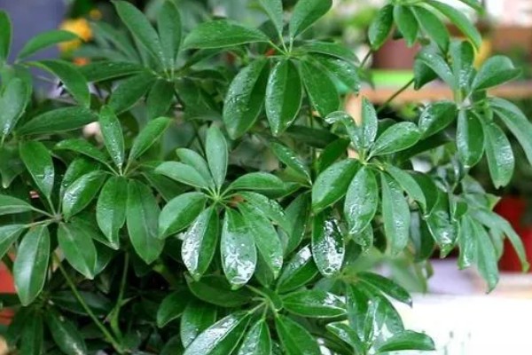 鹅掌木发黑掉叶子怎么处理,需要充足的光照