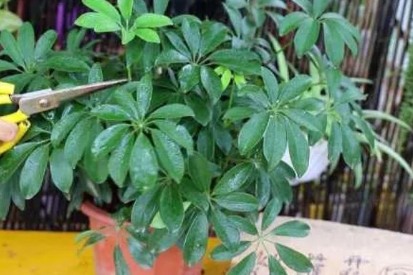 鹅掌木发黑掉叶子怎么处理,需要充足的光照