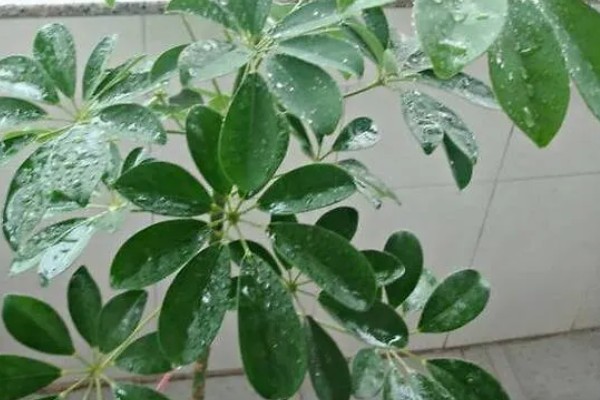 鹅掌木发黑掉叶子怎么处理,需要充足的光照