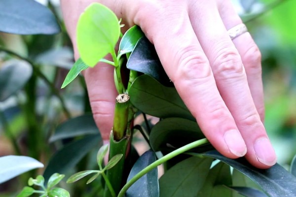 鹅掌木发黑掉叶子怎么处理,需要充足的光照